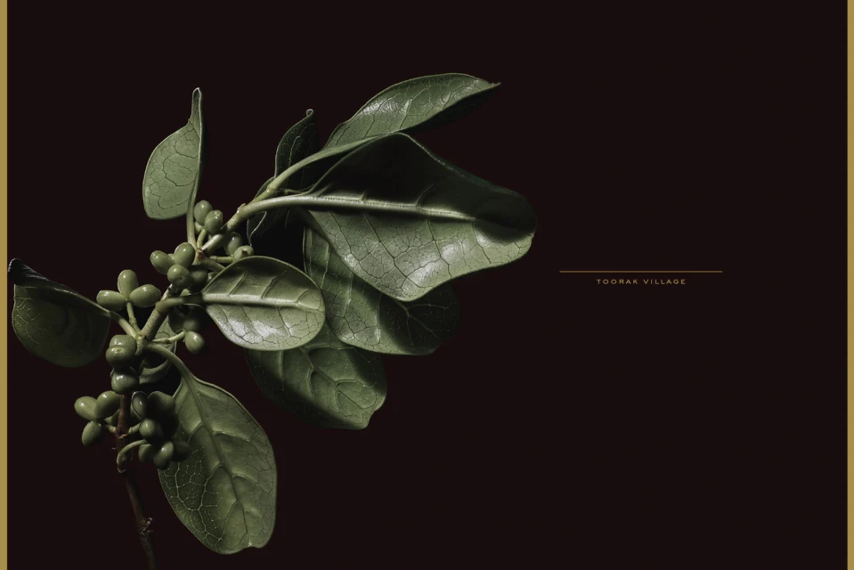 Close-up of a green leafy plant with small green berries against a dark background, with the text 'Toorak Village' visible.