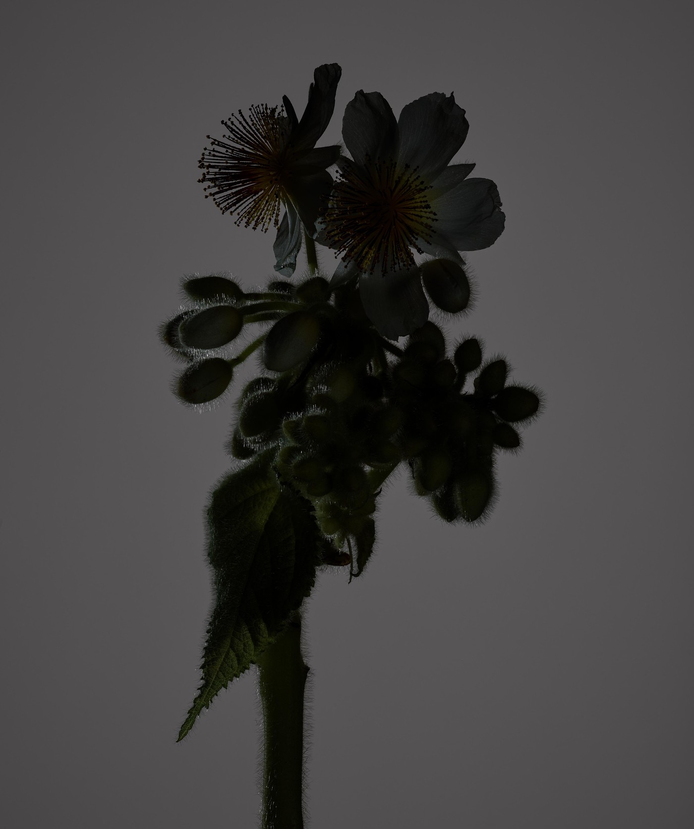 Close-up studio shot of a flowering shrub with white blossoms and green buds, set against a smooth, muted gray background.