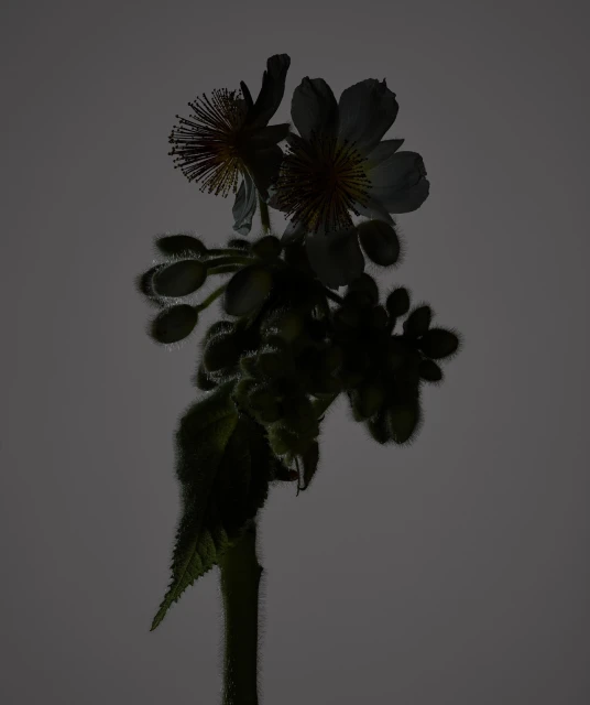 Close-up studio shot of a flowering shrub with white blossoms and green buds, set against a smooth, muted gray background.