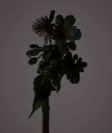 Close-up studio shot of a flowering shrub with white blossoms and green buds, set against a smooth, muted gray background.