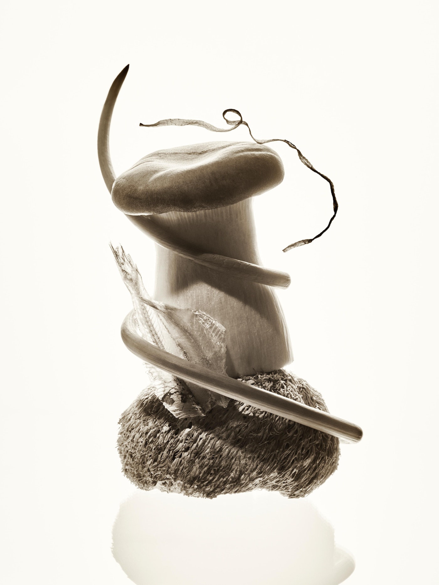 Dramatic studio shot of a king oyster mushroom on a textured base against a bright white background, showcasing its unique form and texture.