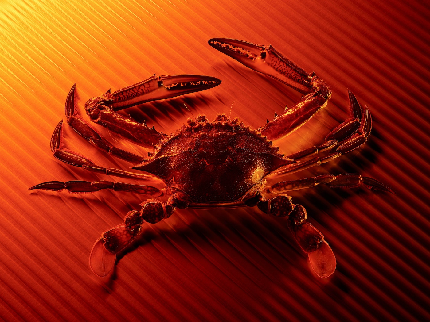 A crab on a textured orange background, featuring the crustacean's detailed shell, legs, and claws in a warm, evenly lit composition.