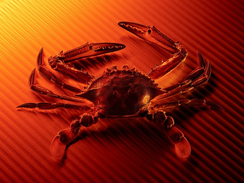 A crab on a textured orange background, featuring the crustacean's detailed shell, legs, and claws in a warm, evenly lit composition.