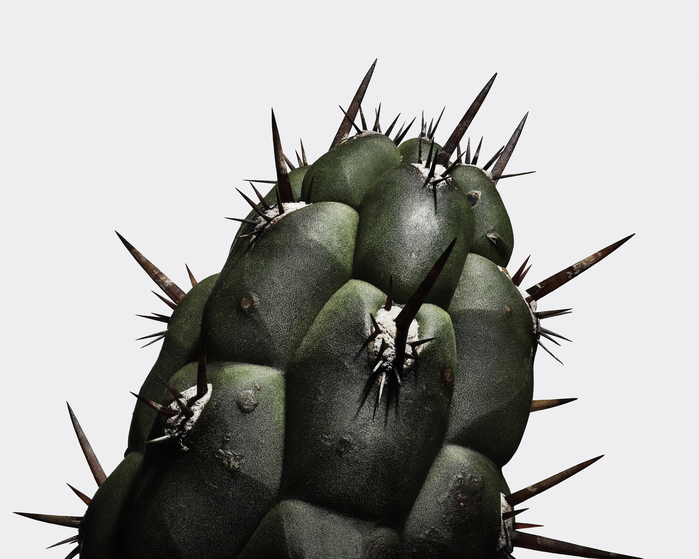 Close-up studio shot of a green barrel cactus with long spines, set against a neutral gray background.