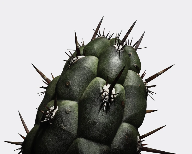 Close-up studio shot of a green barrel cactus with long spines, set against a neutral gray background.