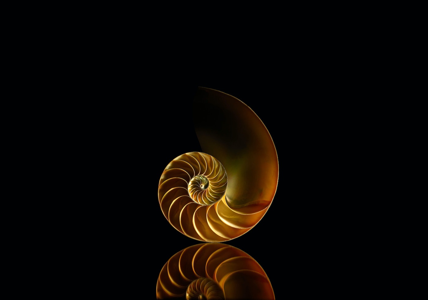 Close-up studio shot of a golden nautilus shell with spiral pattern on a reflective black surface, showing symmetry and natural design.