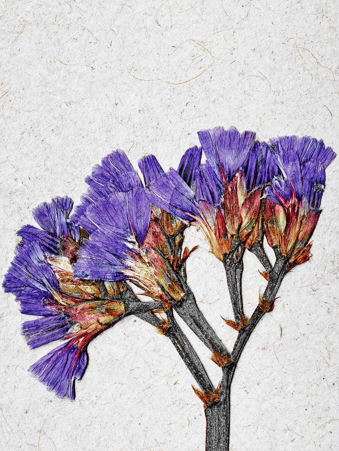 Botanical illustration showcases pressed purple statice flowers with stems, displayed on textured parchment background.