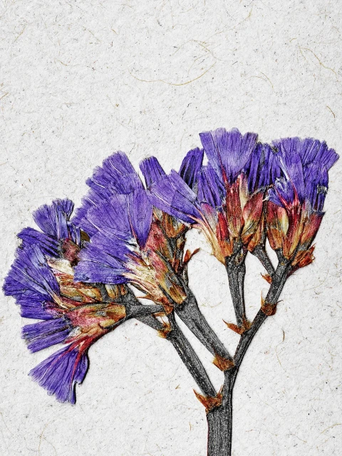 Botanical illustration showcases pressed purple statice flowers with stems, displayed on textured parchment background.