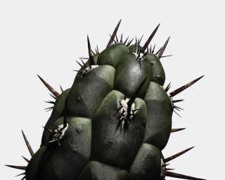 Close-up macro shot of a dark green cactus top featuring sharp brown spines against a clean white background