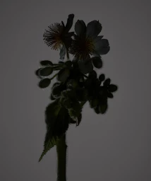 Close-up of flowering plant stem with buds and blossoms against a solid grey background by Isamu Sawa