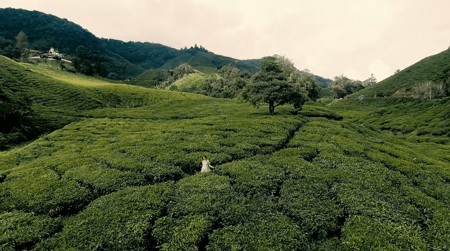 Scenic view of a tea plantation on rolling hills with a woman walking through the rows of green plants on a cloudy day.