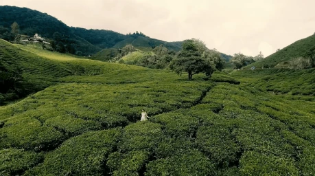 Aerial view of a person walking through a vast lush green tea plantation surrounded by rolling hills under an overcast sky.