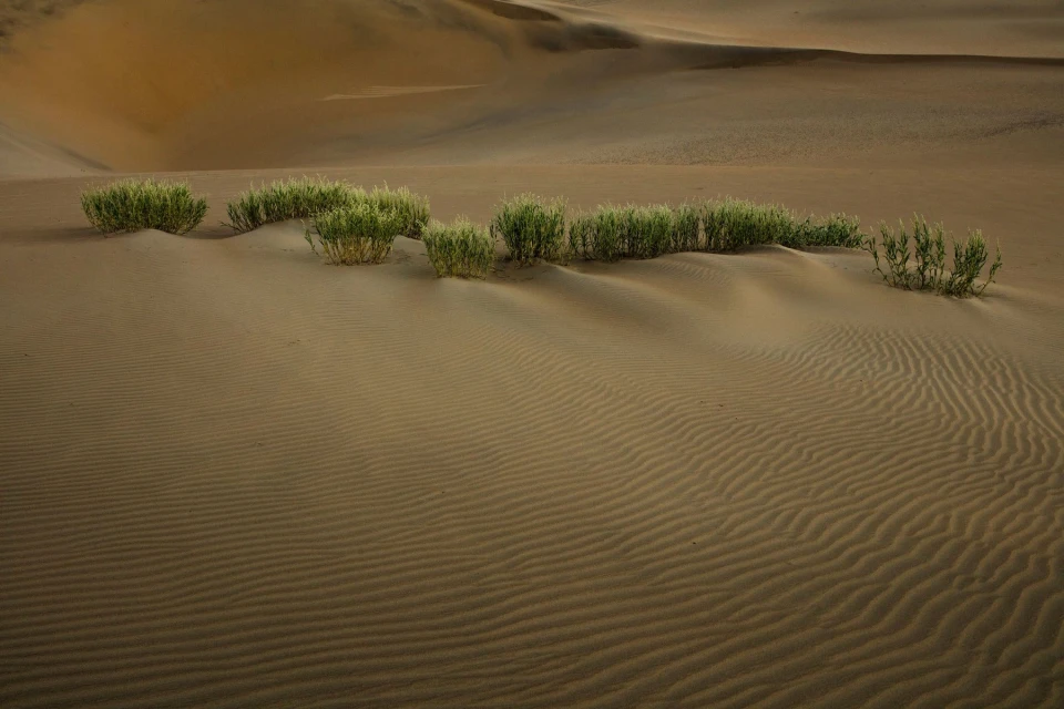 Sand dunes landscape with textured patterns and sparse green vegetation in a remote arid environment on a sunny day.