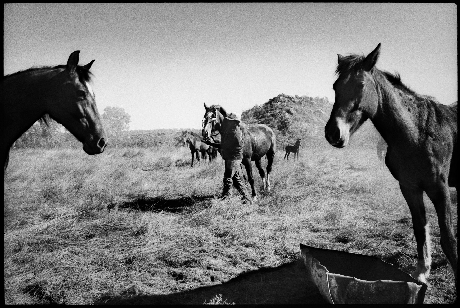 Black and white photo of horses in a field with a man leading one. Three horses in the background, a trough in the foreground.