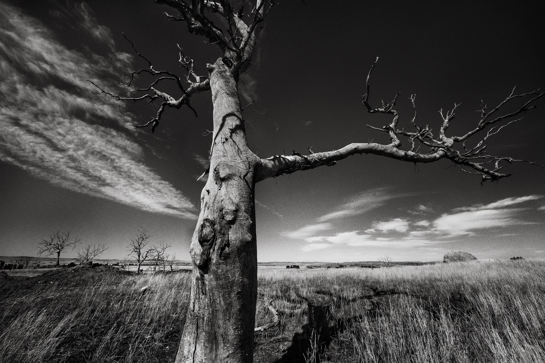 Monochrome landscape of a barren tree against a dramatic sky, with dry grasses in the foreground and distant trees, evoking a somber mood.