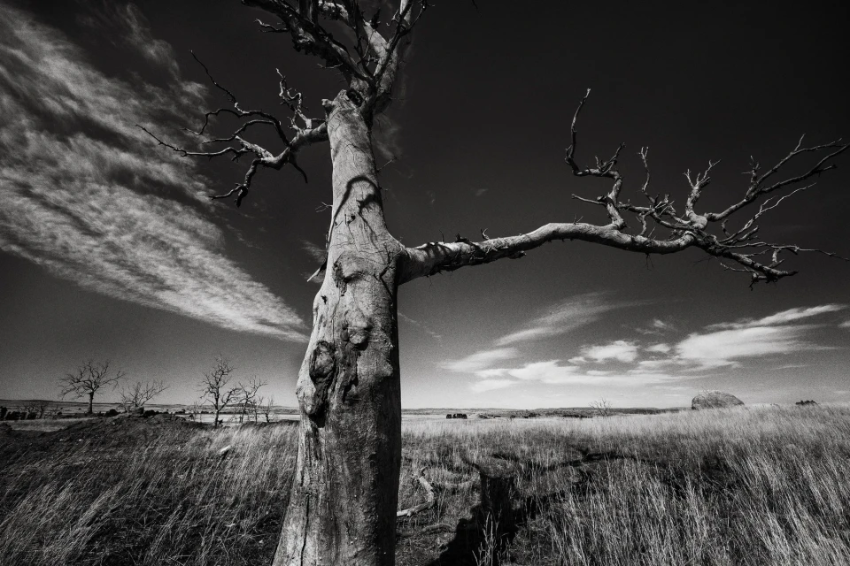 Monochrome landscape of a barren tree against a dramatic sky, with dry grasses in the foreground and distant trees, evoking a somber mood.