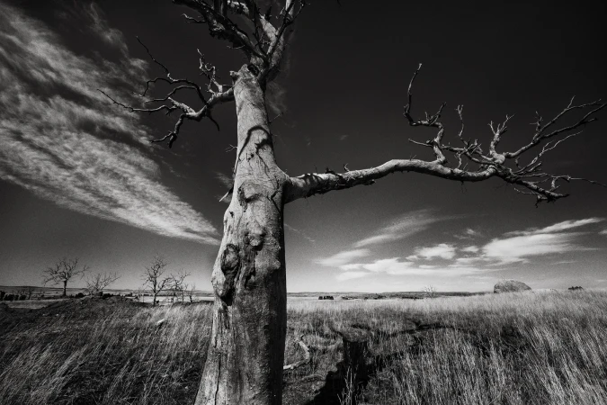 Monochrome landscape of a barren tree against a dramatic sky, with dry grasses in the foreground and distant trees, evoking a somber mood.