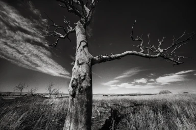 Monochrome photograph of a gnarled dead tree standing in a dry field under a dramatic cloudy sky by Stephen Dupont