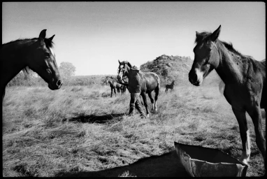 Monochrome photograph of horses in a grassy field with a person walking among them by Stephen Dupont