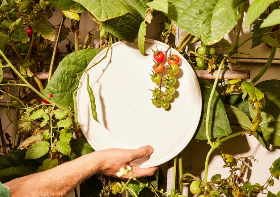 Close-up of hand holding white plate with tomatoes on vine, surrounded by green bean leaves, suggesting fresh, garden-to-table food.