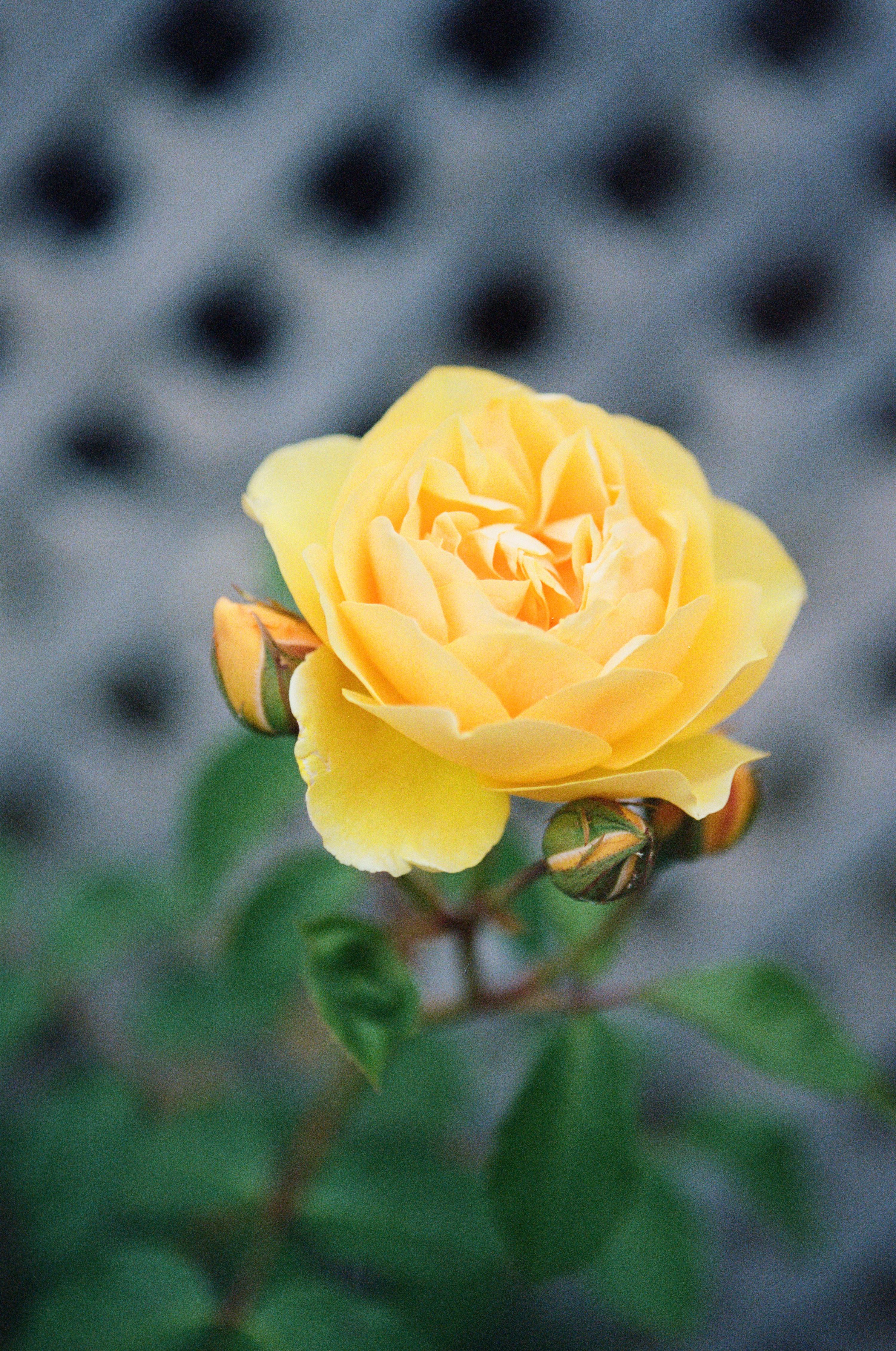 Close-up of a vibrant yellow rose in full bloom, accompanied by unopened buds and verdant green leaves, set against a trellis background.