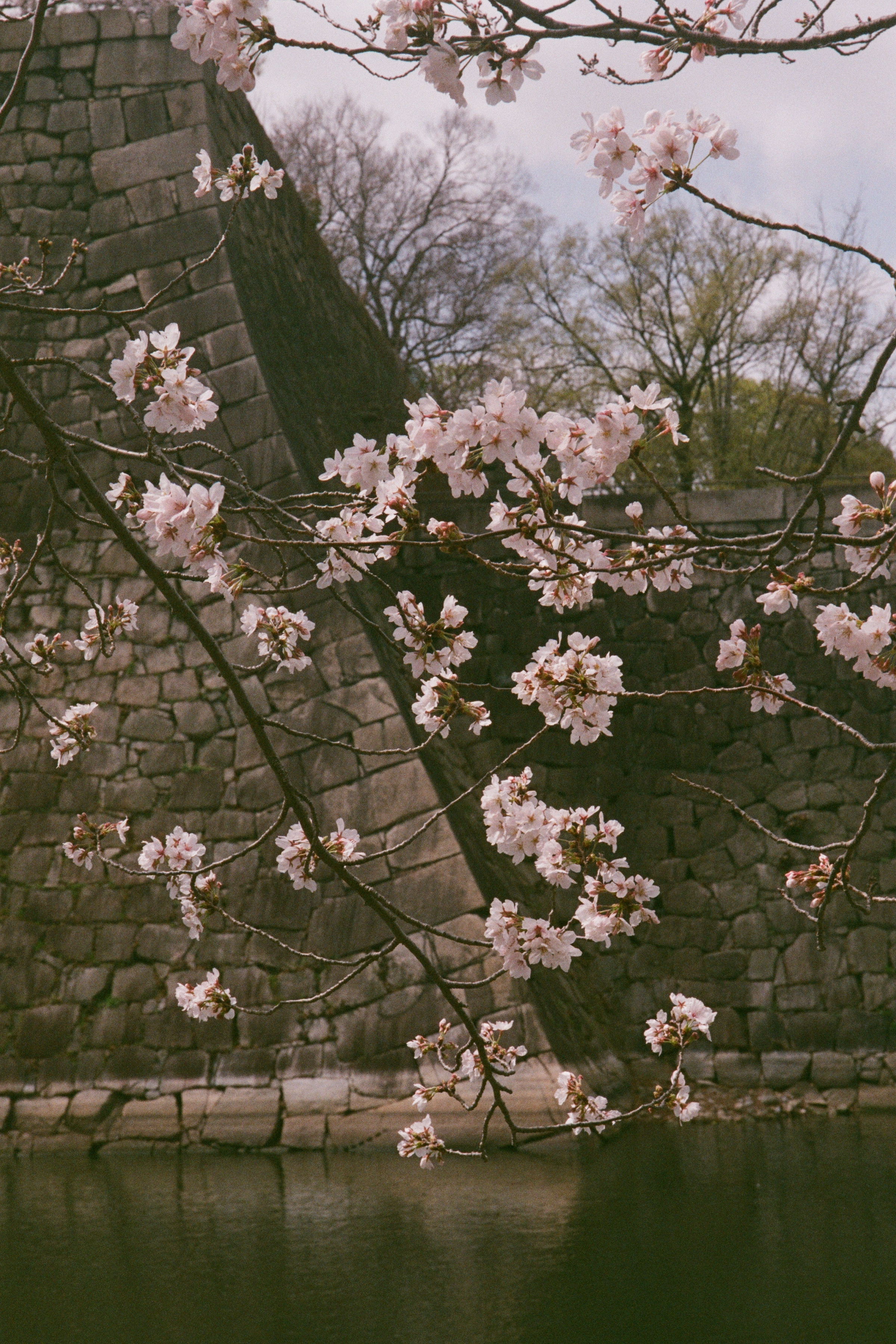 Close-up of a stone castle wall with blooming cherry blossom branches, creating a scenic and serene springtime image with calm water below.