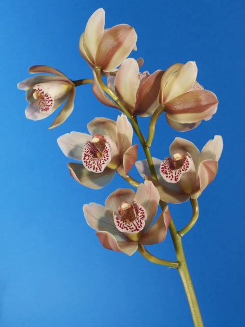 Close-up studio shot of a stem of peach-colored cymbidium orchid blossoms against a solid blue background, highlighting their textures.