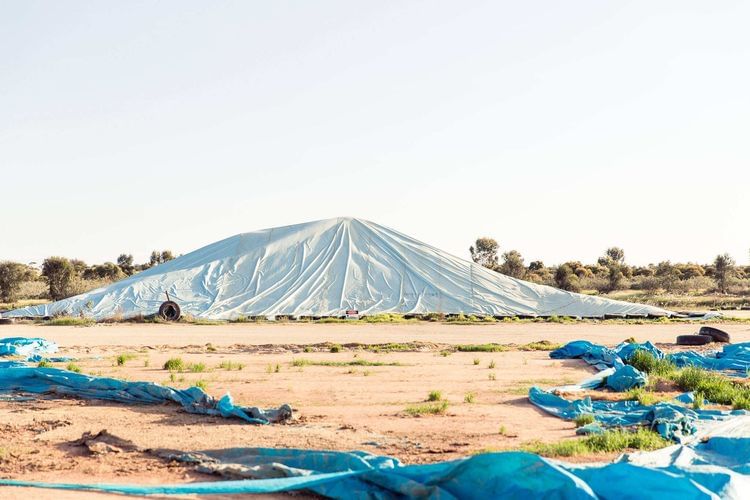 A large mound covered with a blue tarp sits in a field of dry grass, under a clear sky, with trees visible in the background.