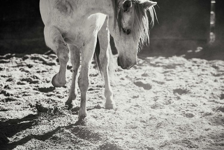 Monochrome close-up of a horse standing on sandy ground, capturing its detailed texture and neutral tones in a simple, natural setting.