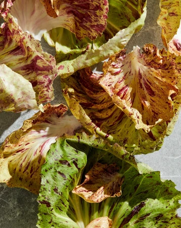Close-up of fresh radicchio leaves with vibrant red and green hues, showcasing their intricate patterns and textures on a gray surface.