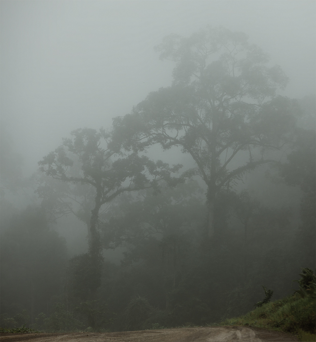 Foggy forest landscape featuring tall trees shrouded in mist and a dirt road in the foreground, creating a serene and mysterious scene.