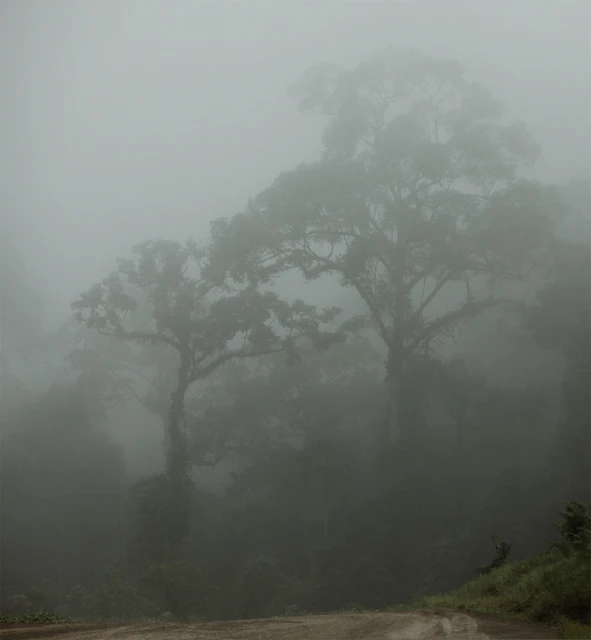 Foggy forest landscape featuring tall trees shrouded in mist and a dirt road in the foreground, creating a serene and mysterious scene.