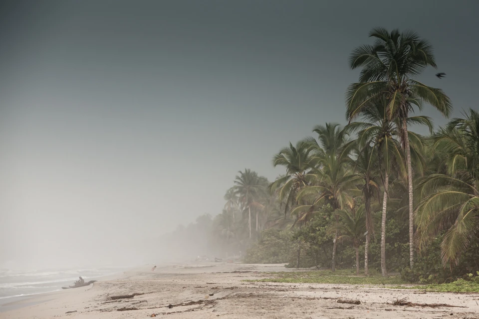 Coastal scenery features a sandy beach fading into mist, lined with lush palm trees against a serene, overcast sky, creating a tranquil scene.