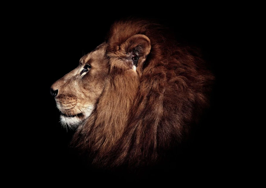 Profile of a majestic male lion with a golden-brown mane against a stark black background in a studio setting.