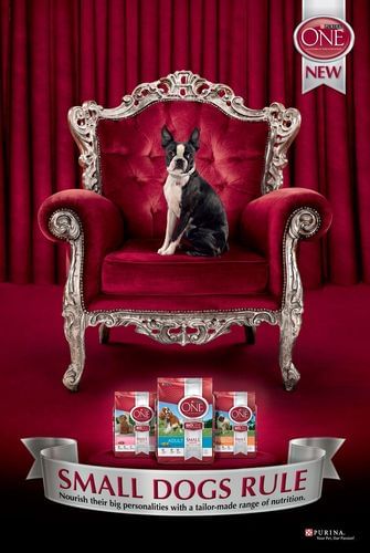 Boston terrier dog sits regally on a red velvet throne. Dog food packages are below with text: SMALL DOGS RULE. Red curtains in the background.