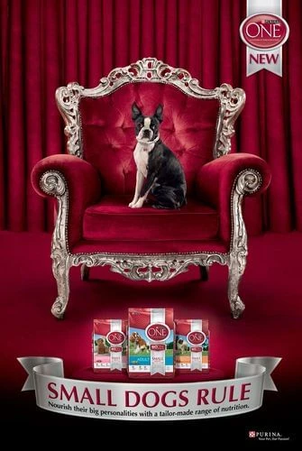 Boston terrier dog sits regally on a red velvet throne. Dog food packages are below with text: SMALL DOGS RULE. Red curtains in the background.