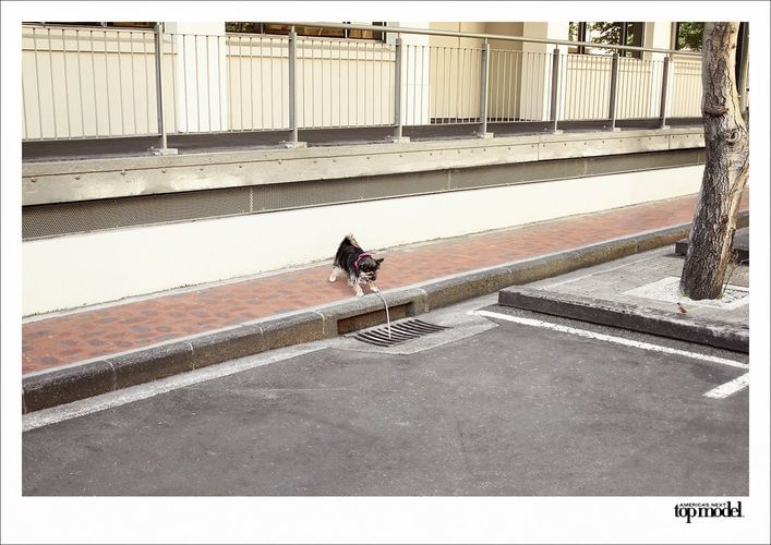 A small dog, wearing a harness, walks on a red brick sidewalk next to a street with a tree and metal railing in the background.