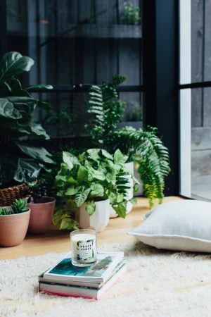 Interior scene with potted green plants, books, a candle, and pillow near a window, creating a cozy and inviting indoor setting.