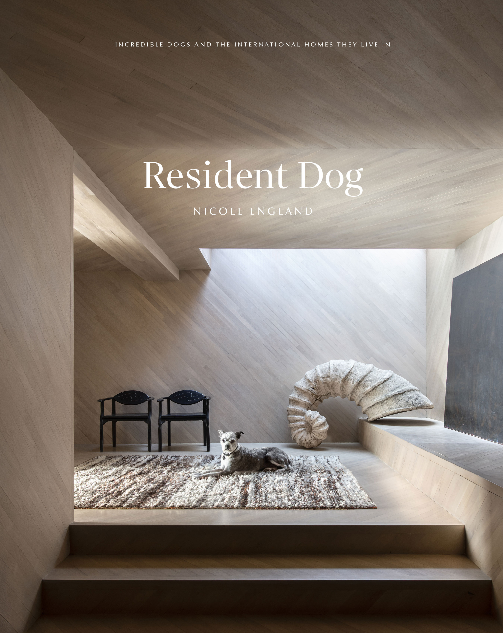 Dog rests on a rug indoors with chairs and a sculptural element in the background, bathed in natural light streaming from above.