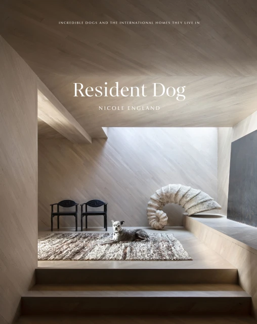Dog rests on a rug indoors with chairs and a sculptural element in the background, bathed in natural light streaming from above.