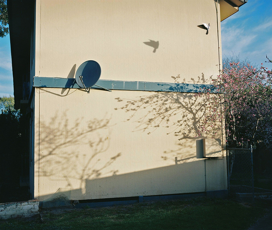 Exterior wall of a light yellow building shows the shadow of a tree, a satellite dish, and a flying bird on a sunny day.