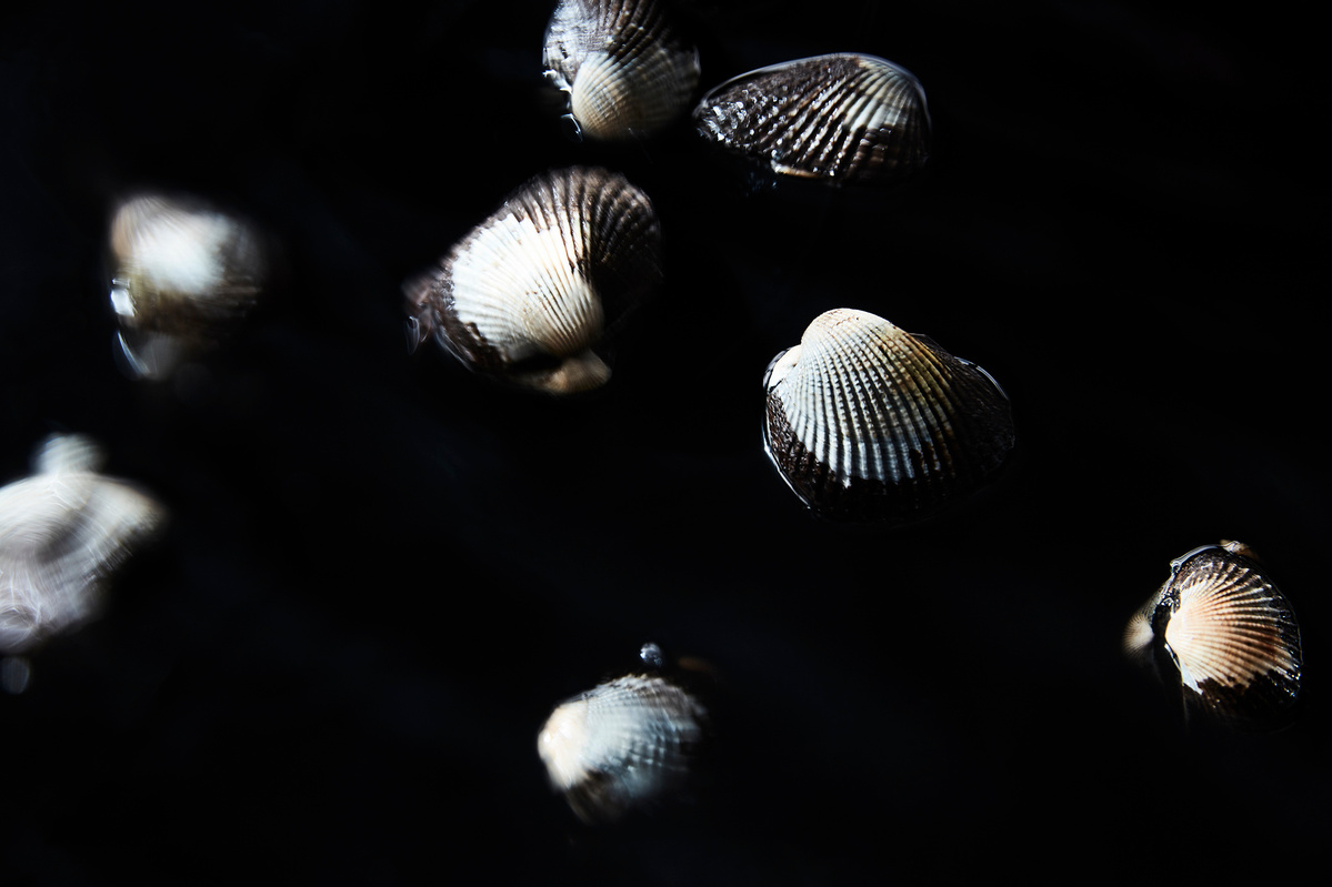 A collection of seashells, varying in size and pattern, are set against a stark black backdrop, creating a study in light and shadow.