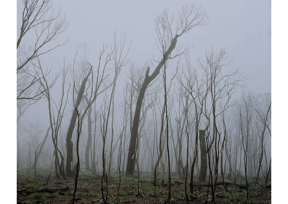 Misty forest landscape featuring a dense grove of bare trees in an atmospheric fog. Nature scene with a muted color palette.