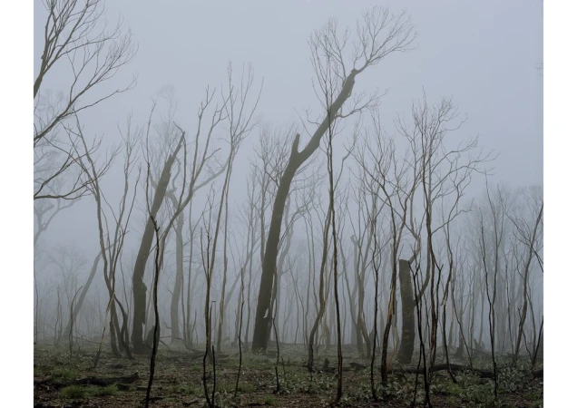 Misty forest landscape featuring a dense grove of bare trees in an atmospheric fog. Nature scene with a muted color palette.