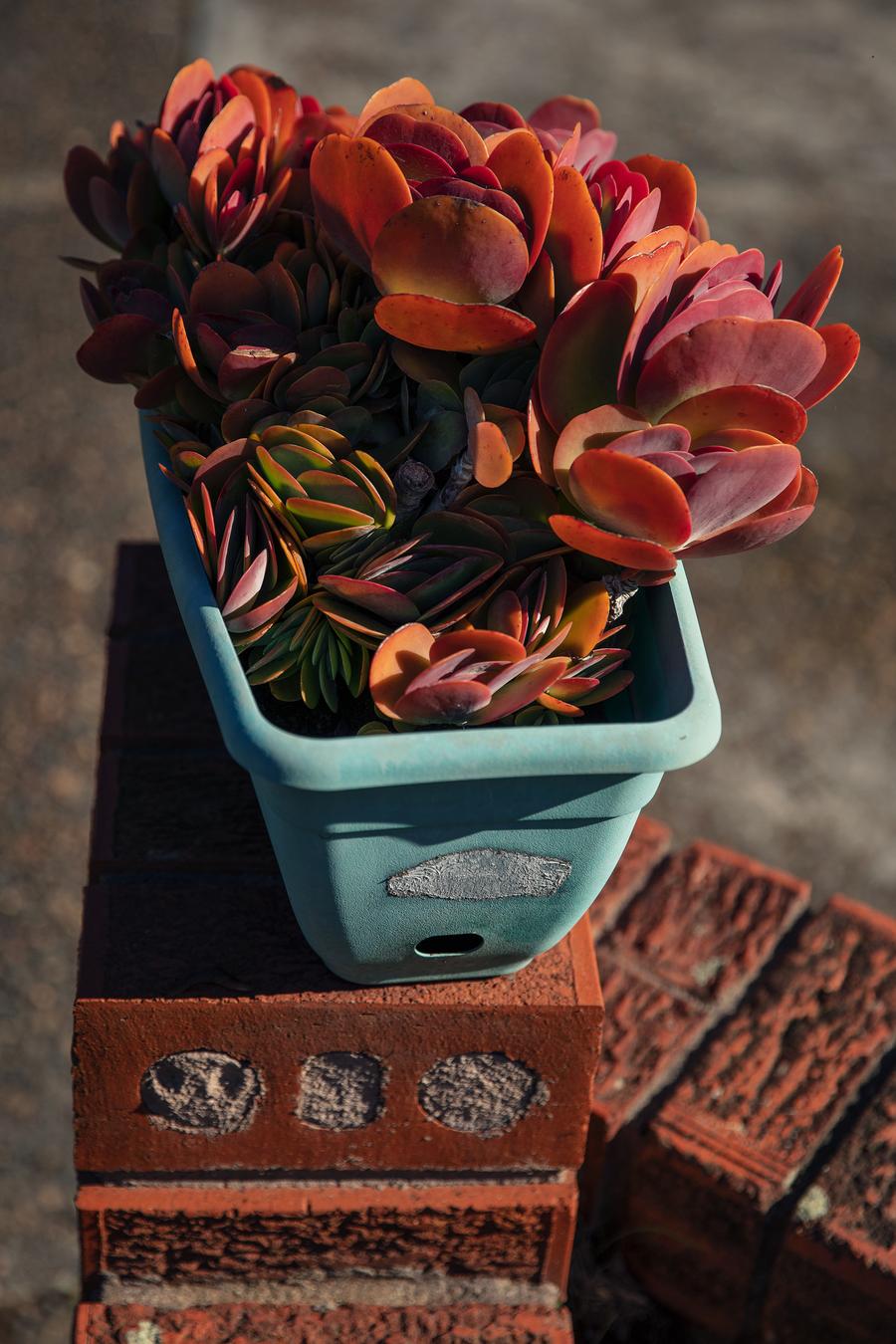 Close-up photo of a Kalanchoe succulent plant with red-orange leaves in a blue pot, set on a rustic red brick pillar, outdoor setting.