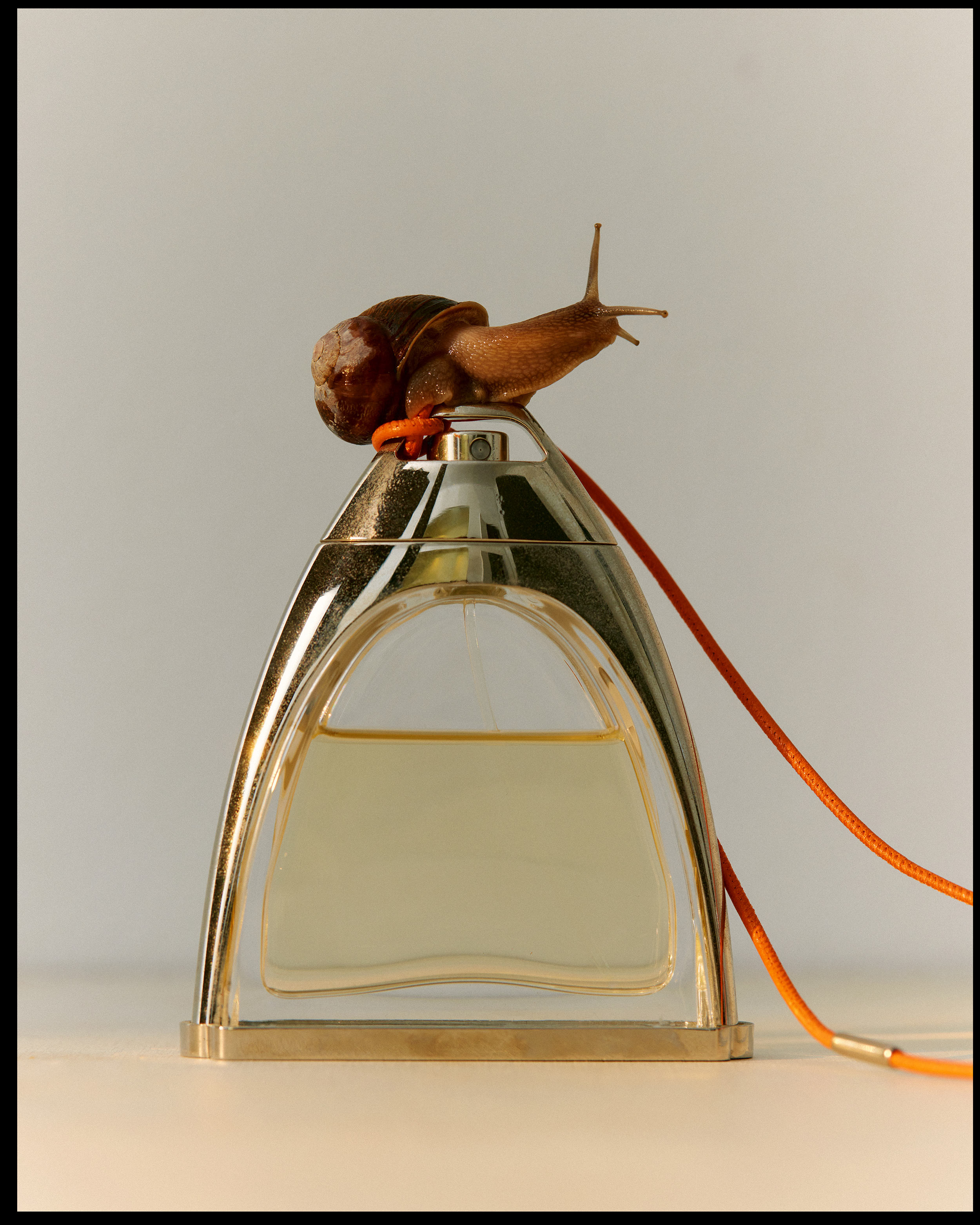 A perfume bottle with a snail crawling on top of it, close up studio shot with warm lighting and neutral background.