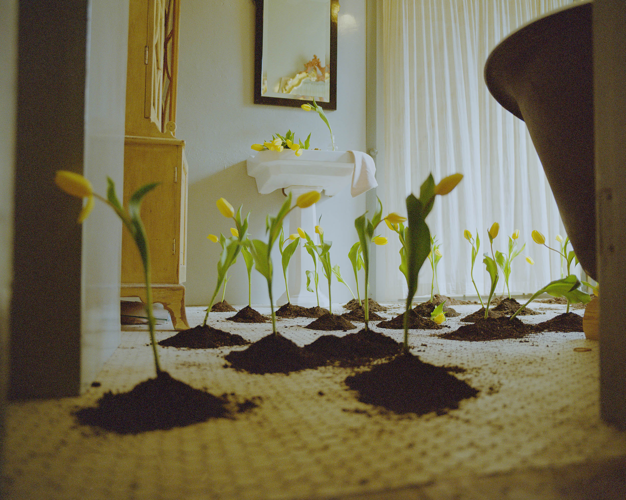 Interior space with scattered flowers growing from mounds of dirt, a vintage cabinet, sink and mirror in soft, diffused lighting.