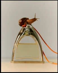 A snail resting on top of a stirrup-shaped perfume bottle with an orange cord against a plain grey backdrop.