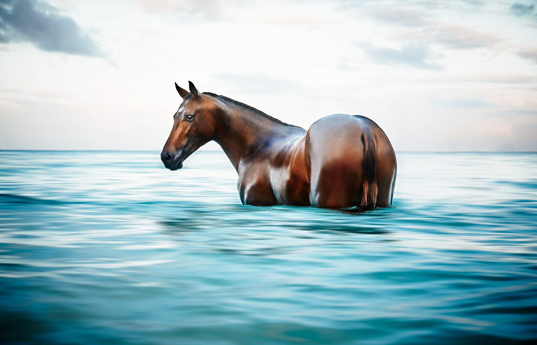 Majestic brown horse stands chest-deep in teal ocean water under a bright, cloudy sky, creating a serene and captivating marine scene.