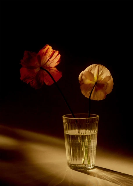 Floral still life: Two backlit flowers, one orange and one yellow, are arranged in a clear glass of water against a dark background.
